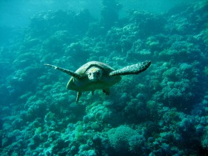 "sea turtle"