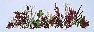 collage of seaweed pressed on paper