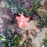 "seastar at Pleasure Point tidepool"