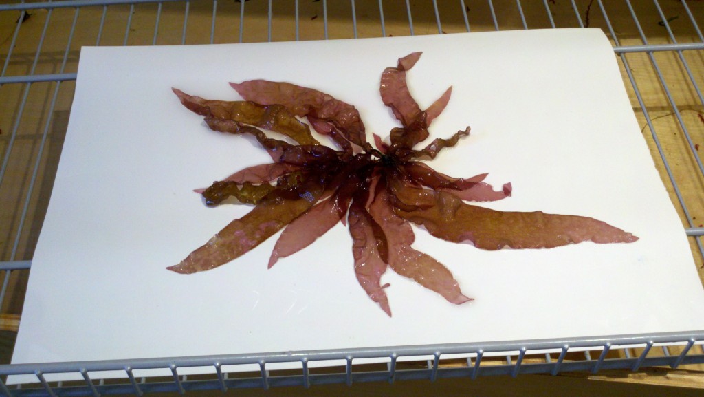 "image of purple seaweed" 
