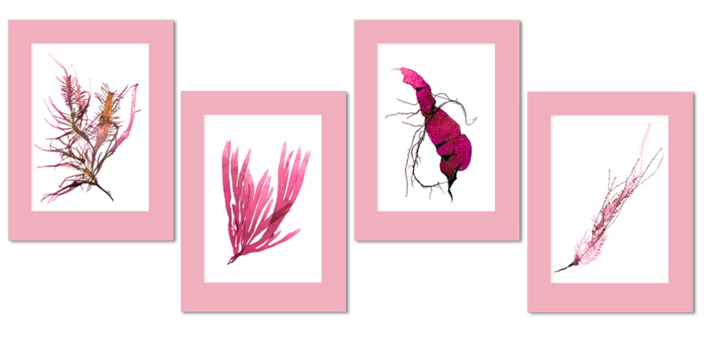 "images of pressed seaweed in pink"