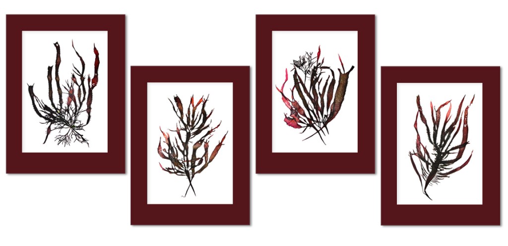 "image of set of 4 brown SeaweedArt prints"