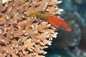 "image of pink coral"