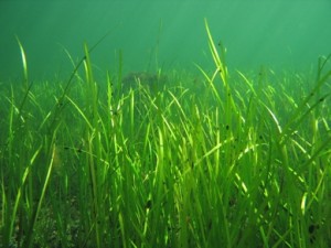"image of seagrass"