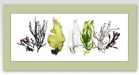 "image of seaweed landscape"